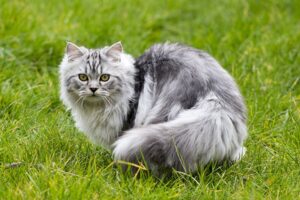 The Cheezy Family Maryam Age, Biography, Ethnicity, Parents, Mother, Net Worth And Many Persian cat pics