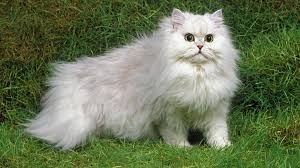 The Cheezy Family Maryam Age, Biography, Ethnicity, Parents, Mother, Net Worth And Many cute cats