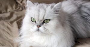 The Cheezy Family Maryam Age, Biography, Ethnicity, Parents, Mother, Net Worth And Many persian cat price