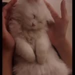 anayah cat gul meena